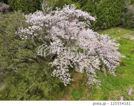 矢木の満開ヤキ桜　空撮 125554181