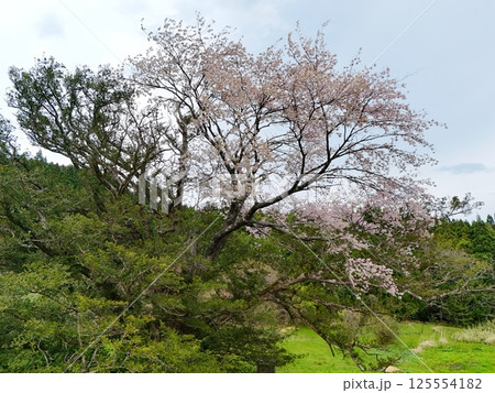 矢木の満開ヤキ桜 空撮 矢木の満開ヤキ桜 空撮 125554182