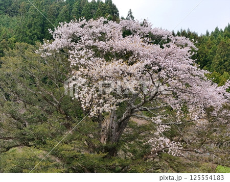 矢木の満開ヤキ桜　空撮 125554183