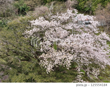 矢木の満開ヤキ桜　空撮 125554184