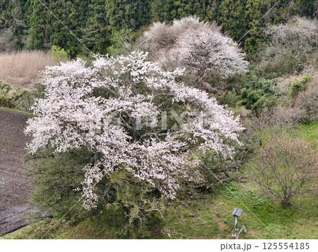 矢木の満開ヤキ桜　空撮 125554185