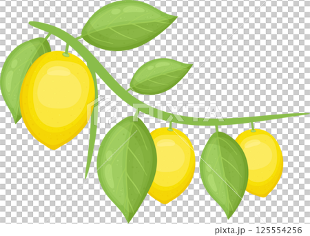 Fresh lemons on a branch with green leaves in vibrant colors. Fresh lemons on a branch with green leaves in vibrant colors. 125554256