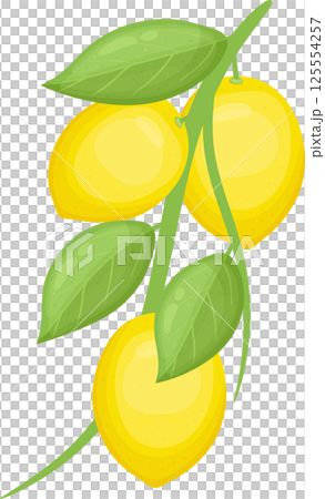 Bright lemons hanging on a branch with green leaves 125554257