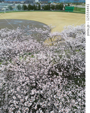 桜満開の野球場　空撮 125554441