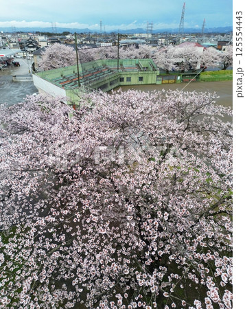 桜満開の野球場 空撮 桜満開の野球場 空撮 125554443