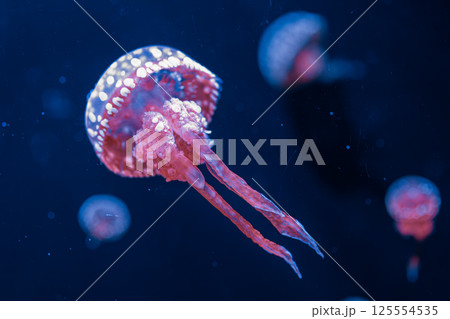 underwater photography jellyfish mastigias papua, spotted jelly, lagoon jelly, golden medusa 125554535