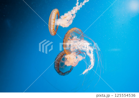underwater photography jellyfish Chrysaora fuscescens, Pacific sea nettle, West Coast sea nettle 125554536