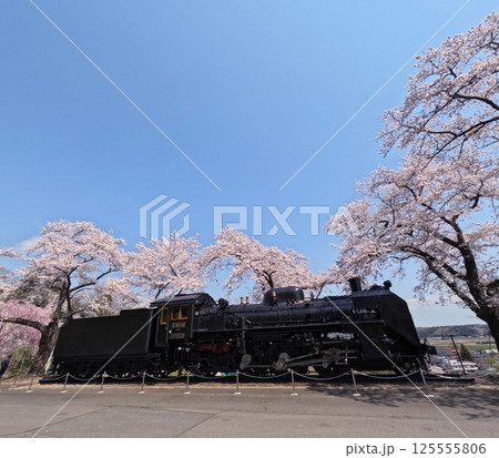 桜満開の公園のSL 125555806