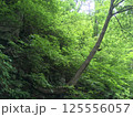 深い森の中　富山県　欅平 125556057