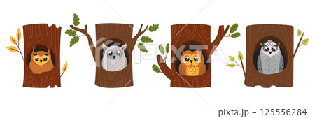 Owls in hollows. Wild forest birds sitting in tree hollow, cartoon owl in wooden house. Smart seriously bird in nest, nature wildlife classy vector clipart 125556284