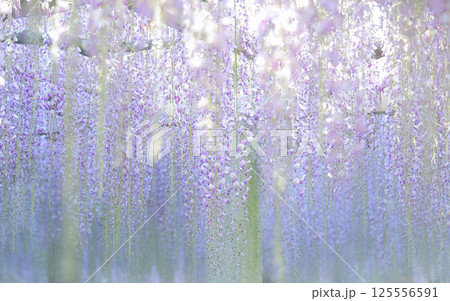 藤の花のカーテン 125556591