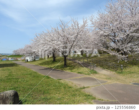 桜が咲く淀川河川公園長柄河畔地区(大阪市北区で2025年4月撮影) 125556860