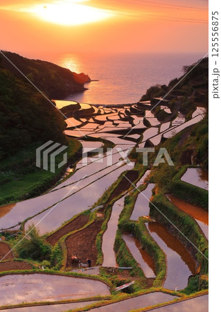 【佐賀県】浜野浦の棚田の夕景 125556875