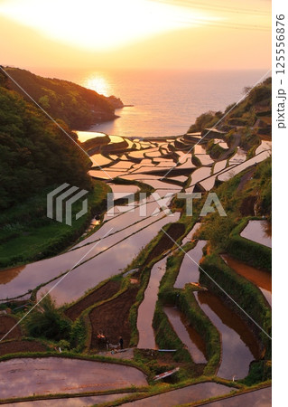 【佐賀県】浜野浦の棚田の夕景 【佐賀県】浜野浦の棚田の夕景 125556876