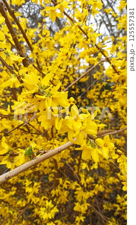 Bright yellow forsythia flowers bloom densely 125557381