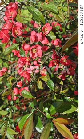Bright red flowers bloom on a green leafy bush Bright red flowers bloom on a green leafy bush 125557387