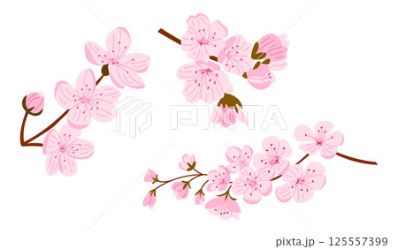 Cherry blossom branches with pink flowers 125557399