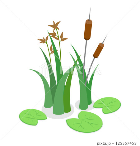 3D Isometric Flat Vector Set of Lake Aquatic Plants, Marsh Reed. Item 3 125557455