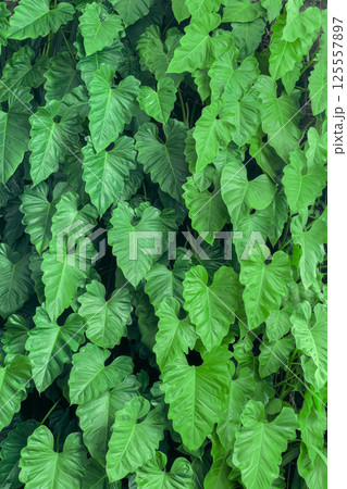 Lush green philodendron leaves creating a dense tropical foliage background perfect for botanical designs, natural-themed projects, eco-friendly concepts and vibrant fresh environmental visuals Lush green philodendron leaves creating a dense tropical foliage background perfect for botanical designs, natural-themed projects, eco-friendly concepts and vibrant fresh environmental visuals 125557897