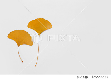 yellow leaves on white background 125558355