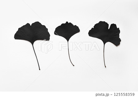 black ginkgo leaves on white background 125558359