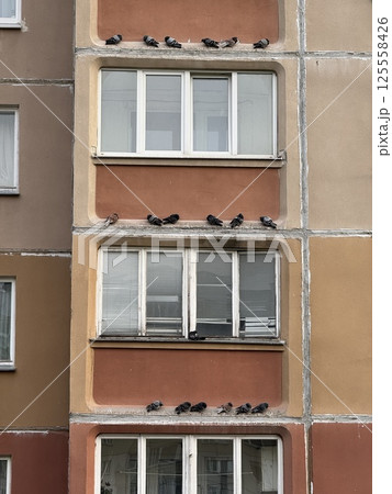 Urban pigeons resting on apartment building windowsills 125558426