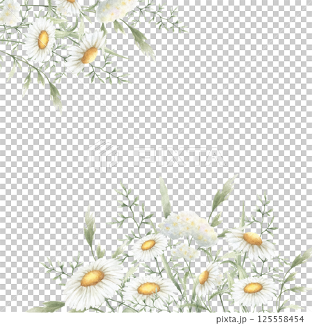 Wildflowers chamomile, yarrow and meadow grasses. Hand drawn isolated watercolor square frame of yellow and white field vintage flowers with copy space for wedding invitations, postcards and cards Wildflowers chamomile, yarrow and meadow grasses. Hand drawn isolated watercolor square frame of yellow and white field vintage flowers with copy space for wedding invitations, postcards and cards 125558454