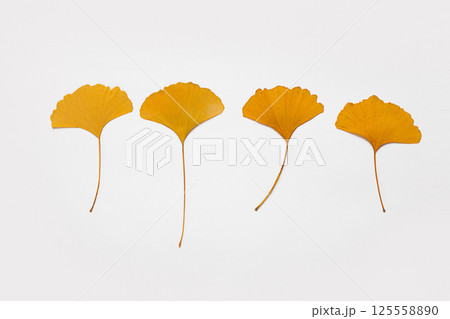 autumn leaves on white background 125558890