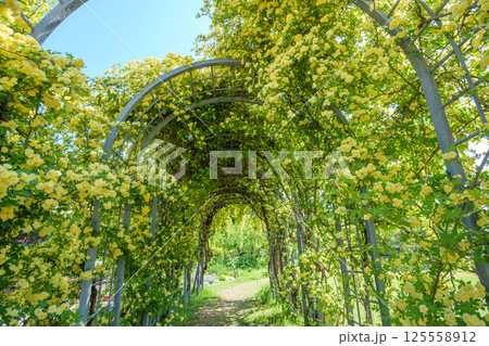 初夏の日差しに輝くツル薔薇　兵庫県芦屋市芦屋浜にて 125558912