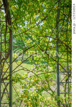 初夏の日差しに輝くツル薔薇　兵庫県芦屋市芦屋浜にて 125558914