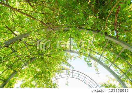 初夏の日差しに輝くツル薔薇　兵庫県芦屋市芦屋浜にて 125558915