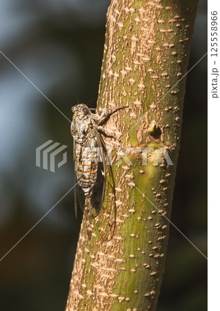 A detailed close-up shows a cicada clinging to a textured tree trunk. Its intricate wing and body patterns are clearly visible in the light. 125558966
