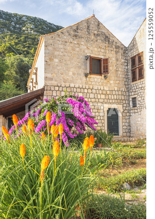 Ston, historic town in Peljesac peninsula in Croatia, Europe. Picturesque stone building with vibrant orange torch lilies and purple bougainvillea in a lush garden setting. 125559052