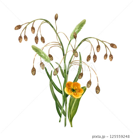 Bouquet of wild flowers. Yellow buttercups, timothy grass, meadow grasses with brown cones. All objects are hand-painted with watercolors. For printing on fabric, paper, for postcards and invitations. Bouquet of wild flowers. Yellow buttercups, timothy grass, meadow grasses with brown cones. All objects are hand-painted with watercolors. For printing on fabric, paper, for postcards and invitations. 125559248