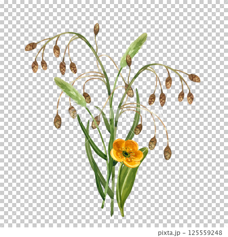 Bouquet of wild flowers. Yellow buttercups, timothy grass, meadow grasses with brown cones. All objects are hand-painted with watercolors. For printing on fabric, paper, for postcards and invitations. Bouquet of wild flowers. Yellow buttercups, timothy grass, meadow grasses with brown cones. All objects are hand-painted with watercolors. For printing on fabric, paper, for postcards and invitations. 125559248