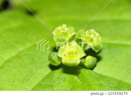 ハナイカダの花（雄花） 125559275