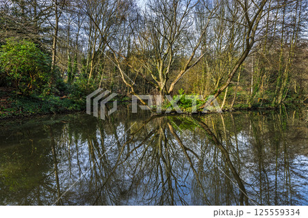 Scenic waterway surrounded by leafless trees and green foliage with clear reflections 125559334
