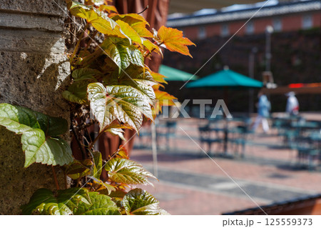 赤レンガと蔦が美しいアイビースクエアー 125559373