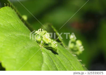 ハナイカダの花（雄花） 125559375