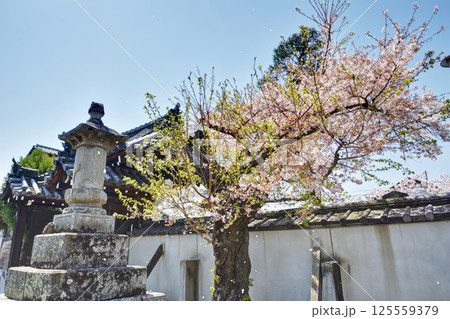 満願寺の桜 満願寺の桜 125559379