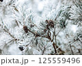 Pine cone on a branch in winter. Frost on pine needles. Winter background 125559496