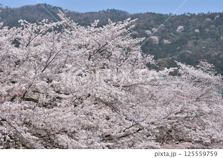 岡崎の桜 岡崎の桜 125559759