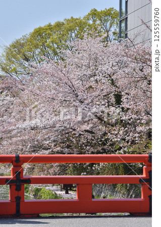 岡崎の桜 岡崎の桜 125559760