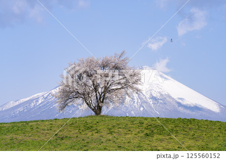 満開になった滝沢（三角山）の一本桜と岩手山　岩手県滝沢市 125560152