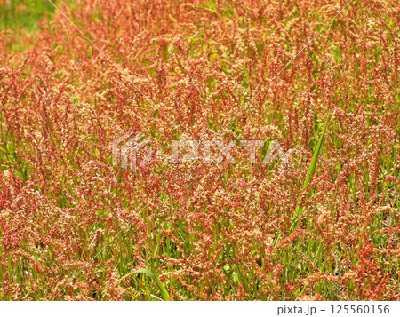 あぜ道を赤く染めるヒメスイバの花穂 125560156