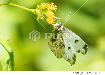 吸蜜中のツマキチョウ(メス) 吸蜜中のツマキチョウ(メス) 125560158