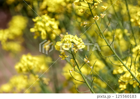 胚軸と葉を食するカブの花、別名スズナ【春の七草】 125560183
