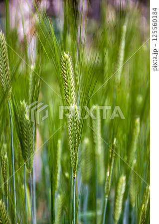 麦茶やビールの原料になる春の二条大麦の穂 125560184