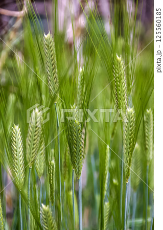 麦茶やビールの原料になる春の二条大麦の穂 麦茶やビールの原料になる春の二条大麦の穂 125560185