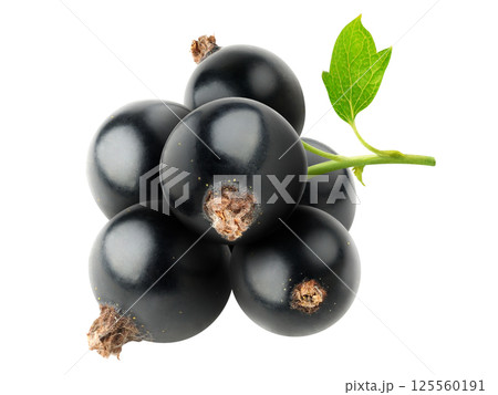 Bunch of black currants isolated on white baclground 125560191